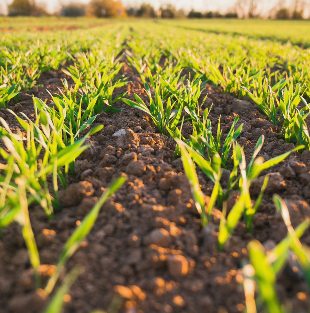 AGRICULTURAL PRODUCTS